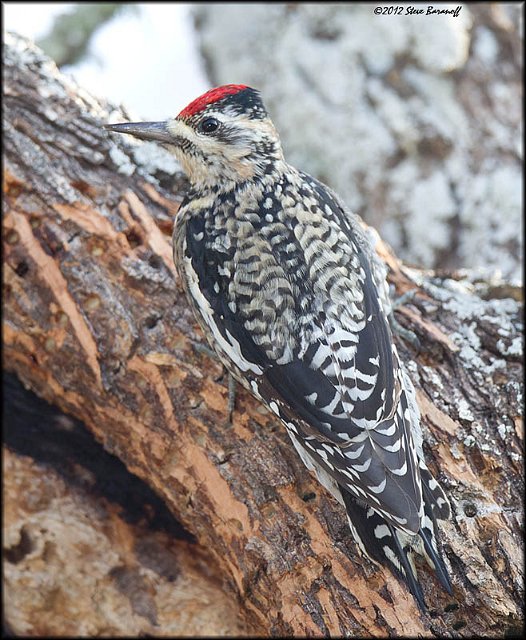 _2SB2281 yellow-bellied sapsucker female.jpg